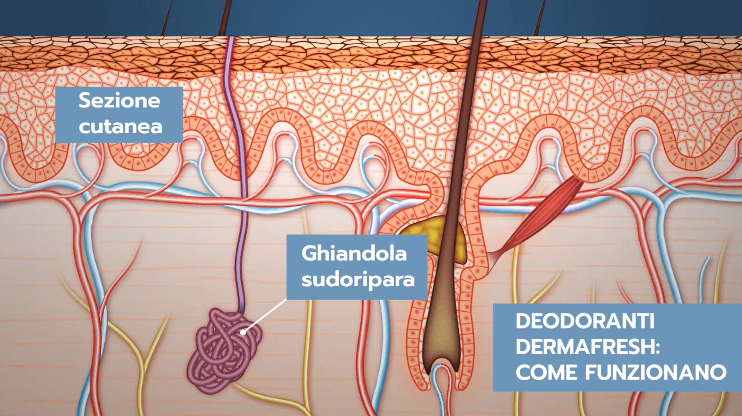 Come funzionano i deodoranti